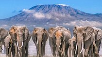 7 Days Adventure: Explore Masai Mara, Nakuru, Naivasha, Amboseli