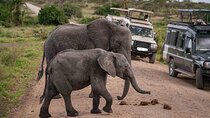 Amboseli National Park Guided Day Tour