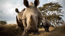 4 Days Ol Pejeta and Samburu National Reserve Safari on 4x4 Jeep