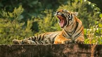 From Delhi : 6 Days Delhi, Jaipur, Agra & Ranthambore By Car