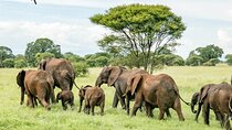 Day Trip to Tarangire from Arusha 