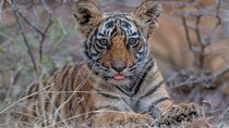 05 Days - Private Luxury Golden Triangle Tour with Ranthambore
