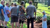 Day Tour to Kiambethu Tea Farm and Lunch