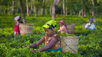 Kiambethu Tea Farm Tour and Lunch From Nairobi