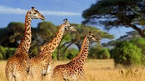 Giraffe Center, Nairobi National Museum and Kobe Beads Center