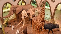 Nairobi Hightlight to Nairobi National Museum and Snake Park