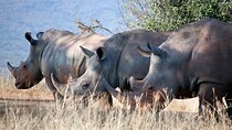 Day Tour of Lake Nakuru and Naivasha National Park from Nairobi 