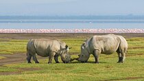 African Wildlife Safari 7 Days 