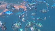 A snorkelling tour to Cebu’s Hilutungan