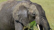  Maasai Mara National Reserve 3-day safari