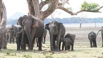 Private Safari Tours in Minneriya National Park