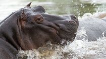 Chobe Day Trip from Victoria Falls