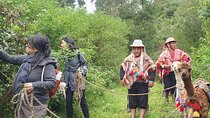 Alpaca Walk & Natural Dye Tour: A Memorable Full Day Experience