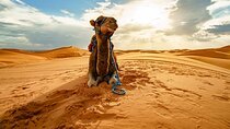 Desert Safari with BBQ dinner in Hurghada