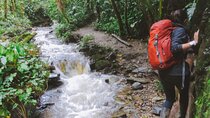 Trekking/Hiking/Acaime Cocora Valley from Pereira/Armenia