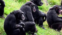 2 Days Safari to Ol Pejeta Conservancy