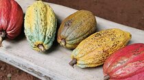 Chocolate and Coffee Tasting Tour Manuel Antonio