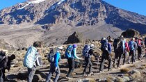 Mount Kenya National Park Full-Day Hike