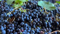 Grape Stomping Experience and Wine Tasting