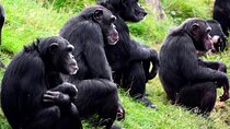 3 Days Ol Pejeta Conservancy Luxury Safari on 4x4 Landcruiser