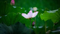Amazing Landmarks Hangzhou Private Day Tour