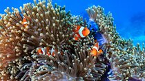 2 Fun Dives in Racha Yai or Noi for Certified Divers