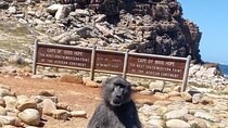 Small Group Tour: Penguins, Cape Point and Cape of Good Hope 