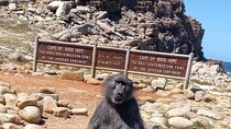 Private Tour: Penguins, Cape Point and Cape of Good Hope 