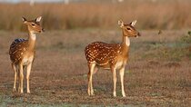 Wilpattu Jeep Safari and Anuradhapura Day Tour From Sigiriya
