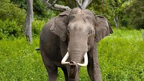 Wilpattu Jeep Safari Day Tour From Sigiriya