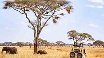 1-Day Shared Safari to Nyerere NP from Zanzibar