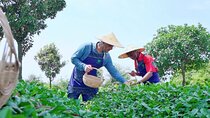 Tea Picking Experience at the Vast Tea Plantation 