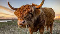 Highland Lochs & Castles Tour to Oban & Glencoe