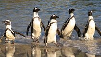 Table Mountain, Cape of Good Hope , Penguins , Bo Kaap and Seals