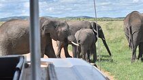 5 Days 4 Nights Safari Shared Guided Tour in Nairobi