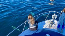 Dolphin Watching in Benalmadena