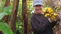 Hawaiian Rainforest Banana Cultivation Experience