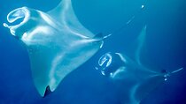 Late Night Manta Snorkel