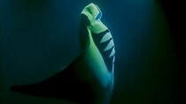 Sunset and Manta Ray Snorkel Adventure