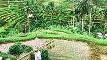 Ubud & Middle east Tours in Bali 