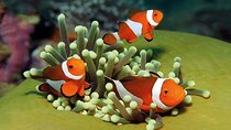 Palma Acquarium with Transfer