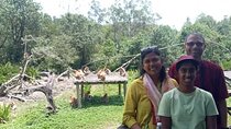 Full-Day Sepilok Orangutan and Proboscis Monkey from Sandakan or Kota Kinabalu