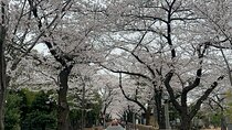 Private Tokyo Tour with Japanese Local Guide