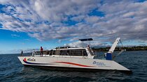  Wake up with the Whales Cruise from Kawaihae Harbor