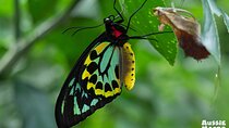 Photography and Nature in Cairns Botanic Gardens Let's Go Buggin