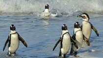 Table Mountain, Cape Point & Penguin Beach ENTRANCE INCLUDED