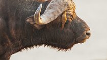 From Victoria falls Sunrise to sunset safari Chobe national park