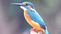 The Bird Watching private Tour and Beyond