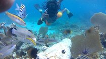 Incredible Negril Guided Snorkeling To Reef, Anchor, and Cannon