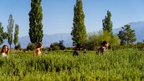 Uco Deluxe: Best wineries and real “asado argentino”